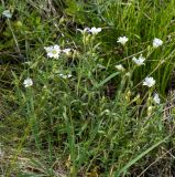 Cerastium arvense. Цветущие растения. Казахстан, Восточно-Казахстанская обл.; Западный Алтай, скл. Ульбинского хребта, окр. с. Ушановское. 30.05.2019.