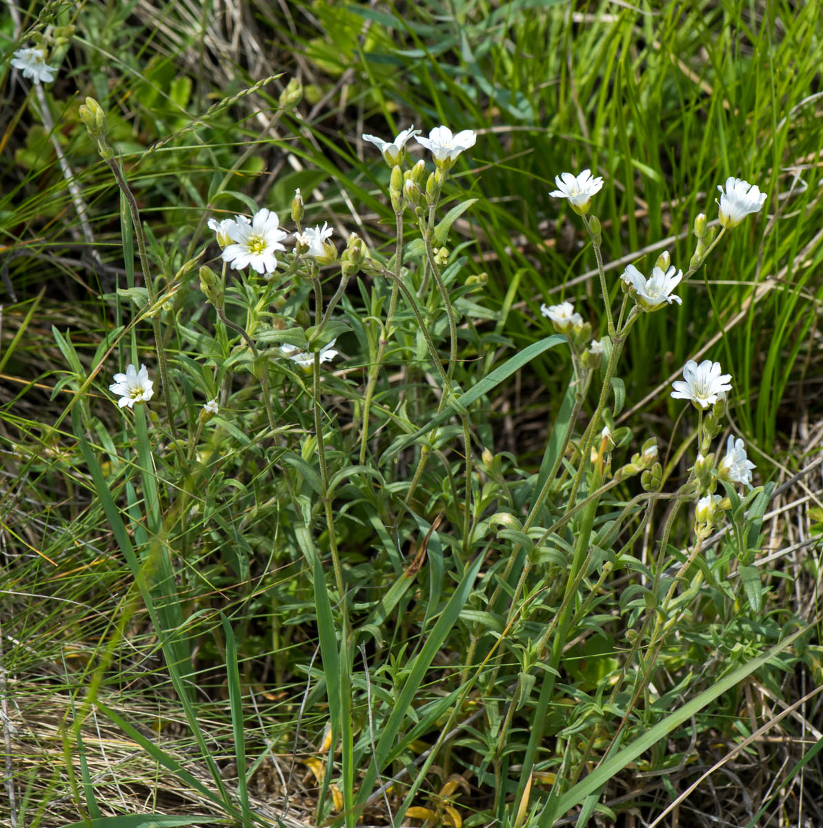 Изображение особи Cerastium arvense.