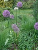 genus Allium. Цветущие растения. Тверская обл., г. Тверь, Заволжский р-н, ботанический сад ТвГУ, в культуре. 1 июня 2019 г.