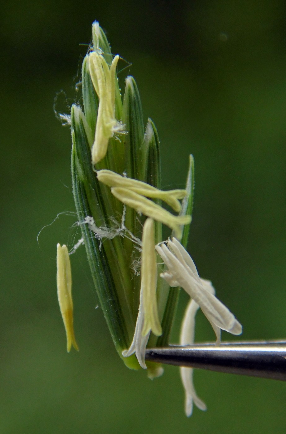 Image of Elytrigia repens specimen.