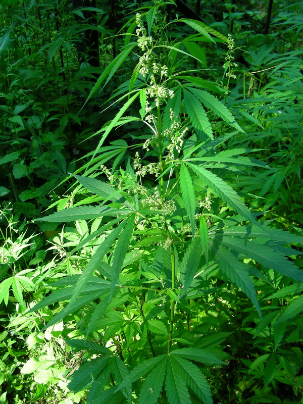 Image of Cannabis sativa var. spontanea specimen.