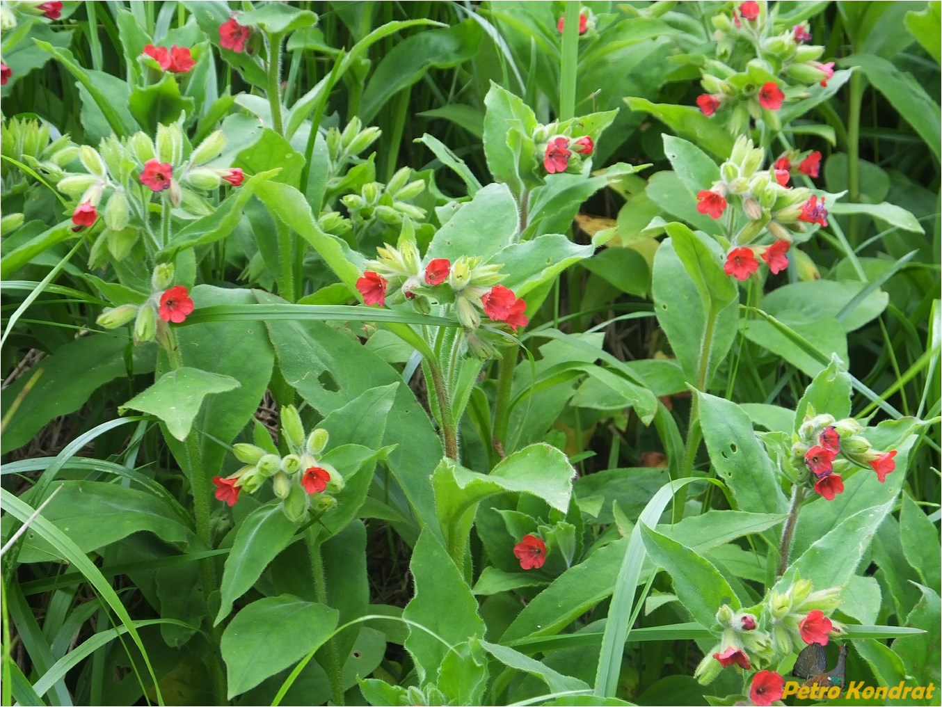 Image of Pulmonaria filarszkyana specimen.