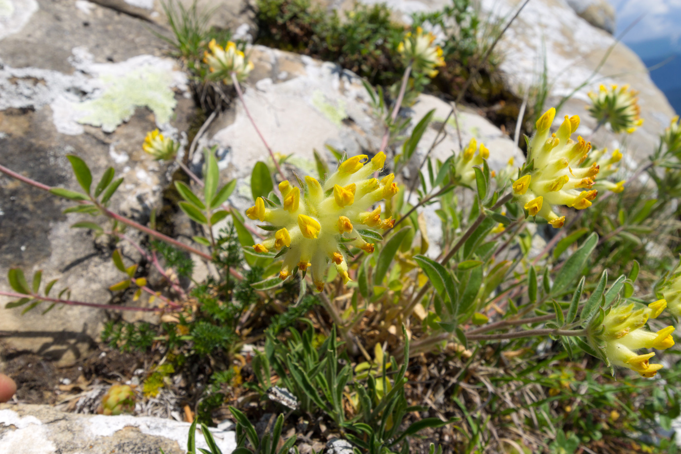 Изображение особи Anthyllis lachnophora.