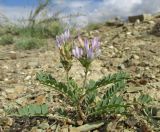 genus Astragalus. Цветущее растение. Алтай, Кош-Агачский р-н, 5 км ЮВ с. Чаган-Узун, долина р. Тыдтуярык, горная полупустыня. 8 июля 2019 г.