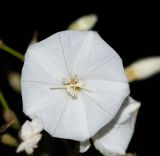 Convolvulus floridus