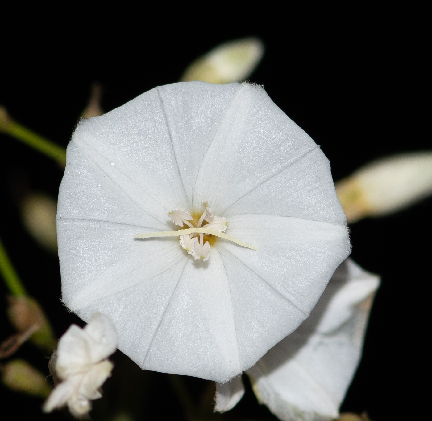 Image of Convolvulus floridus specimen.