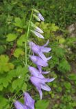 Campanula rapunculoides. Верхушка соцветия. Карачаево-Черкесия, Урупский р-н, окр. с. Курджиново, широколиственный лес, у ручья. 3 августа 2019 г.