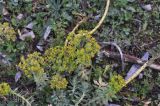 Euphorbia marschalliana. Цветущее растение. Турция, ил Артвин, окр. с. Ортакой, луг на береговой террасе, высота над уровнем моря 1640 м. 24.04.2019.