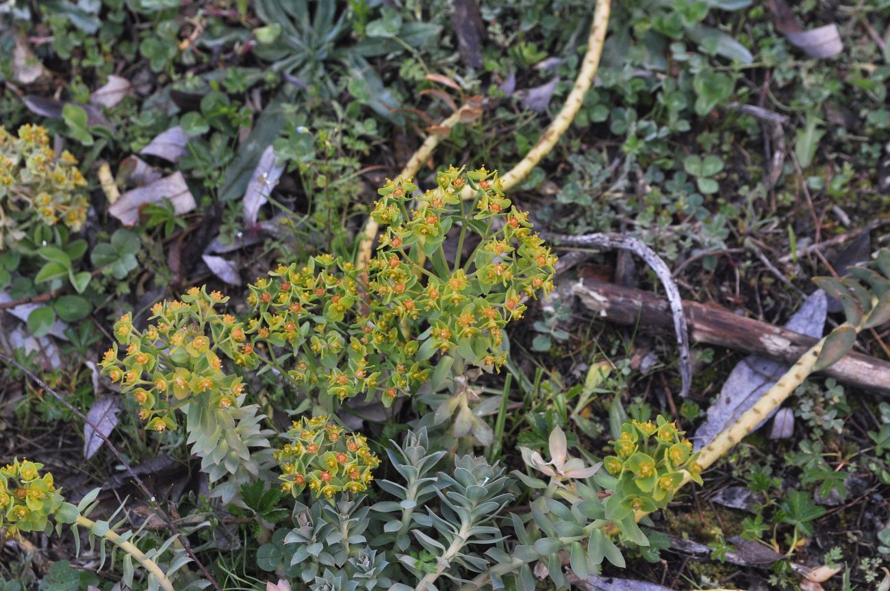 Изображение особи Euphorbia marschalliana.