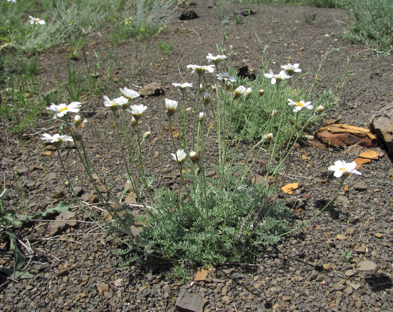 Изображение особи Anthemis fruticulosa.