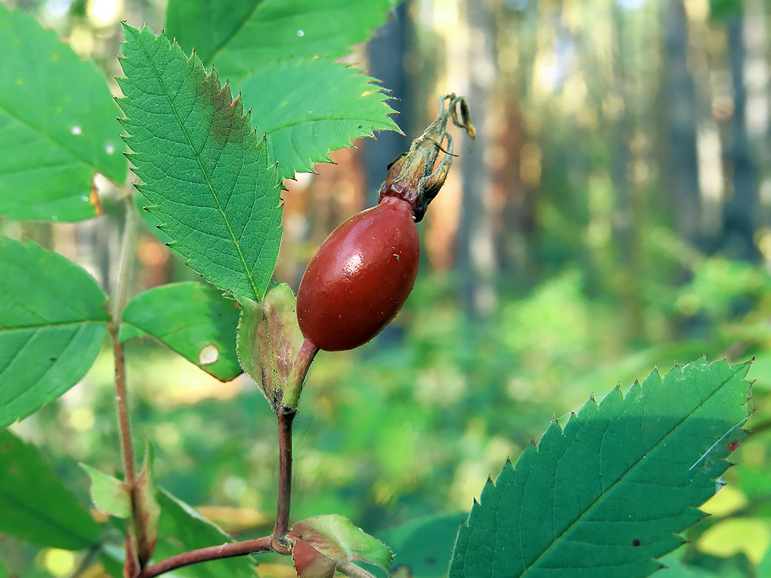 Изображение особи Rosa cinnamomea.