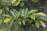 Magnolia × kewensis