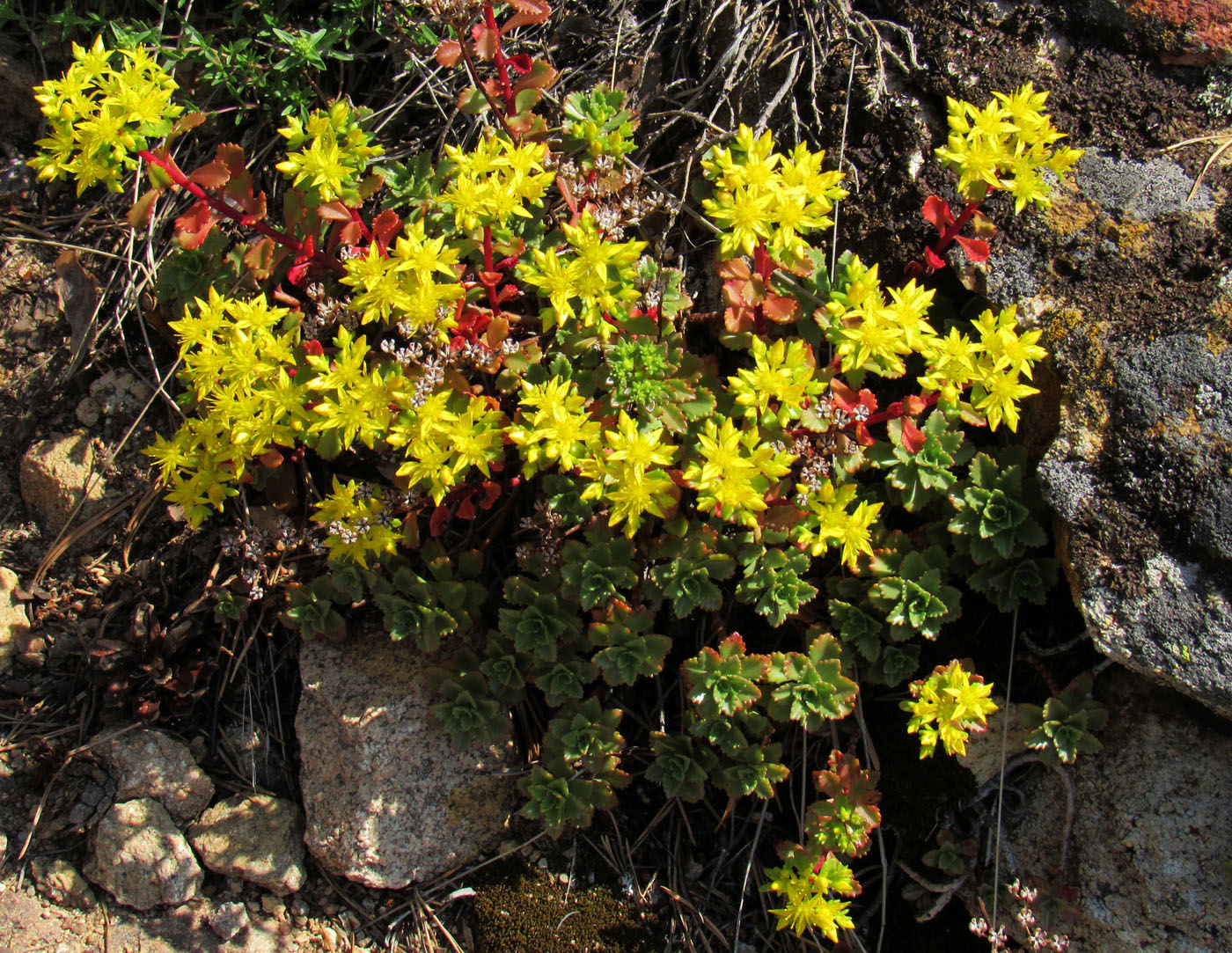 Изображение особи Aizopsis hybrida.