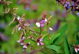 Desmodium canadense. Часть побега с соцветиями и формирующимися плодами. Челябинск, Ботанический сад ЧелГУ, в культуре. 01.08.2019.