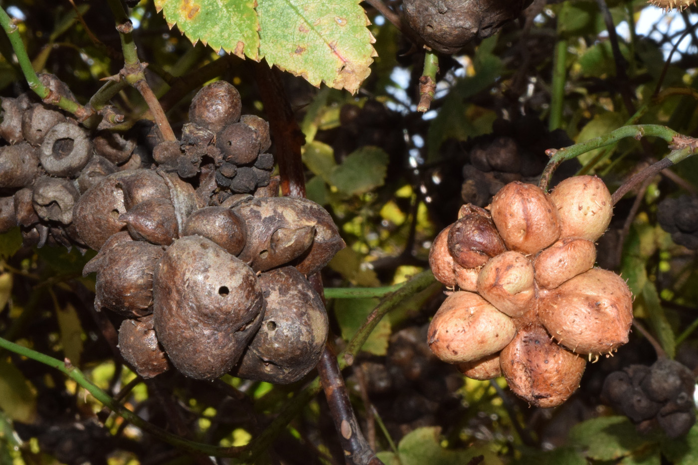 Image of Rosa canina specimen.