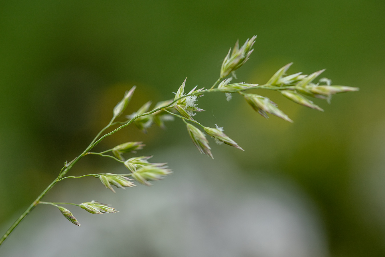 Image of genus Poa specimen.