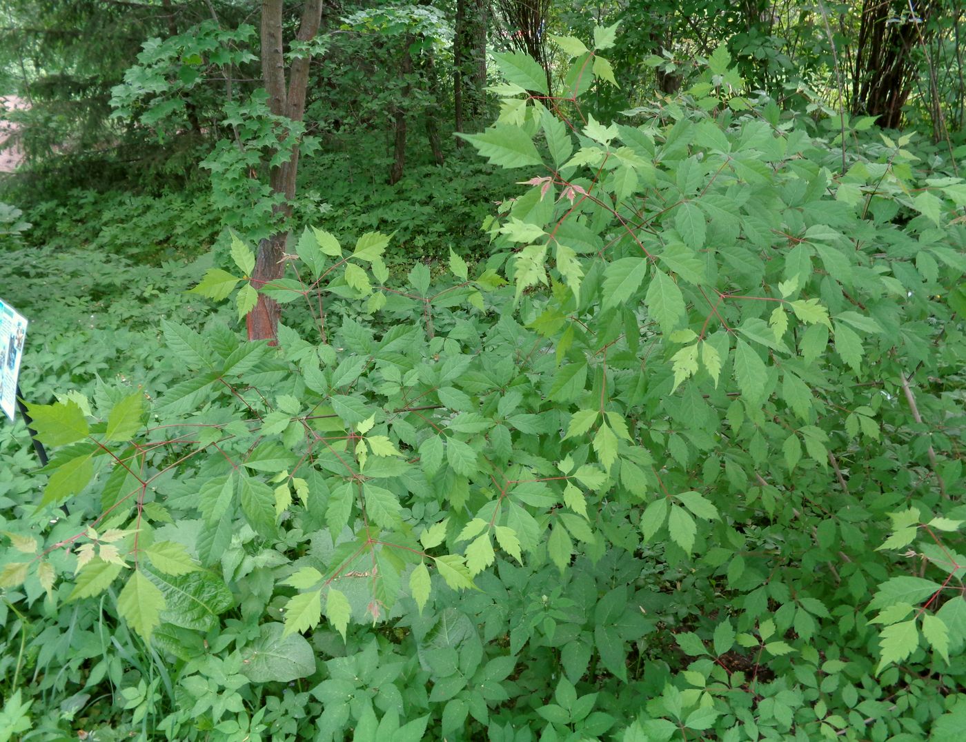 Image of Acer griseum specimen.