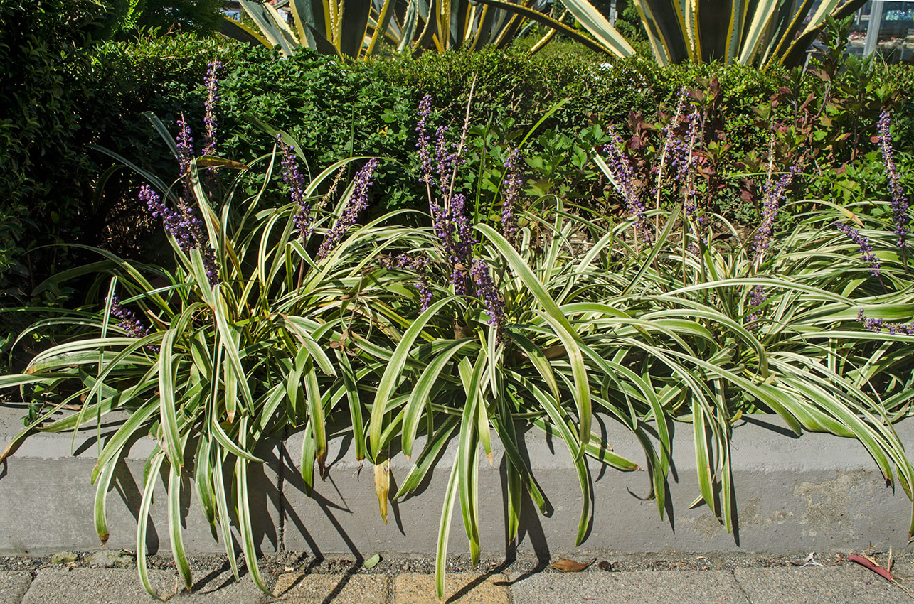 Image of Liriope muscari specimen.