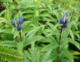Gentiana axillariflora