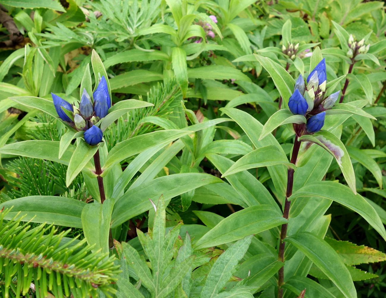 Изображение особи Gentiana axillariflora.