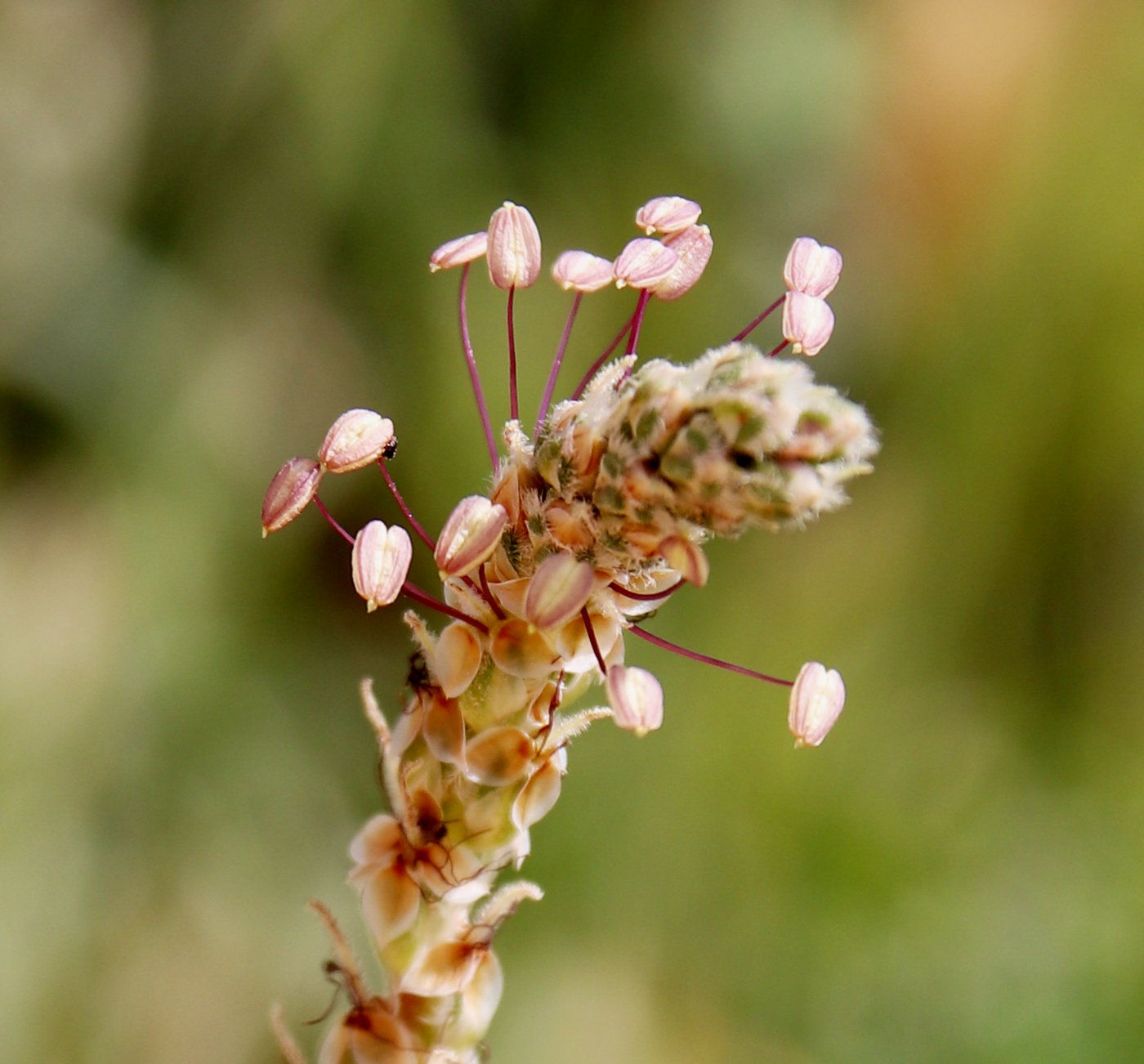 Изображение особи Plantago albicans.