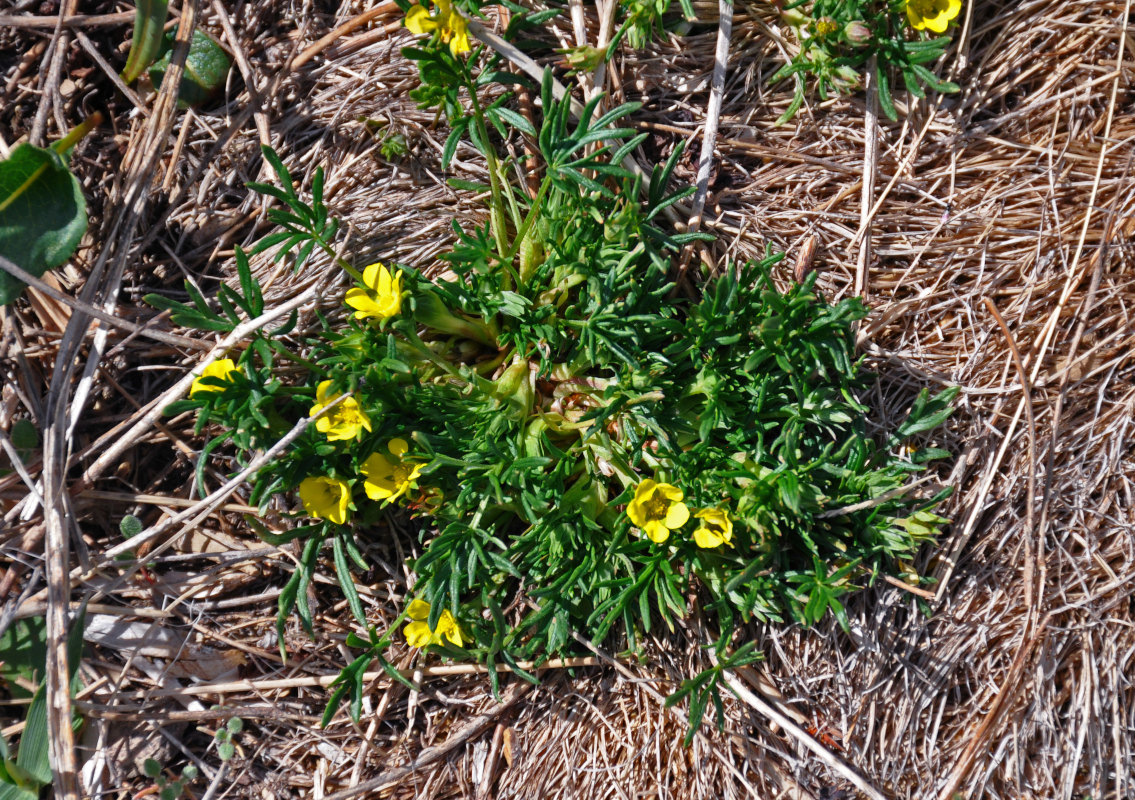 Изображение особи Potentilla biflora.