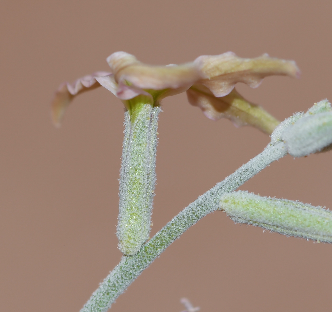 Image of Matthiola arabica specimen.