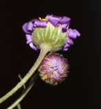 Image of taxon representative. Author is Татьяна Мальчинская