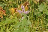 Mentha longifolia. Верхушка цветущего растения. Грузия, Душетский муниципалитет, окр. села Рошка, луг, 02.08.2018.