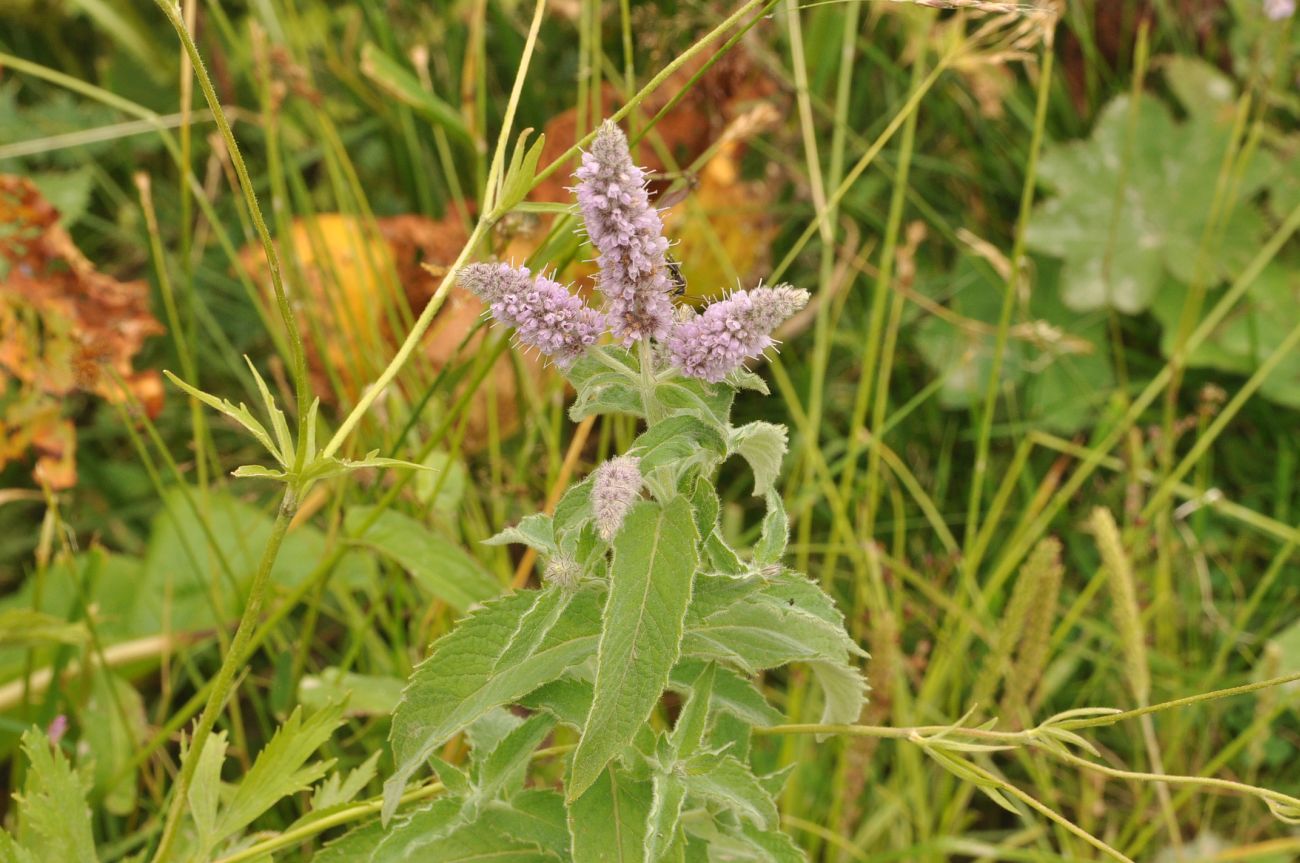 Изображение особи Mentha longifolia.