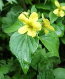 Viola acutifolia