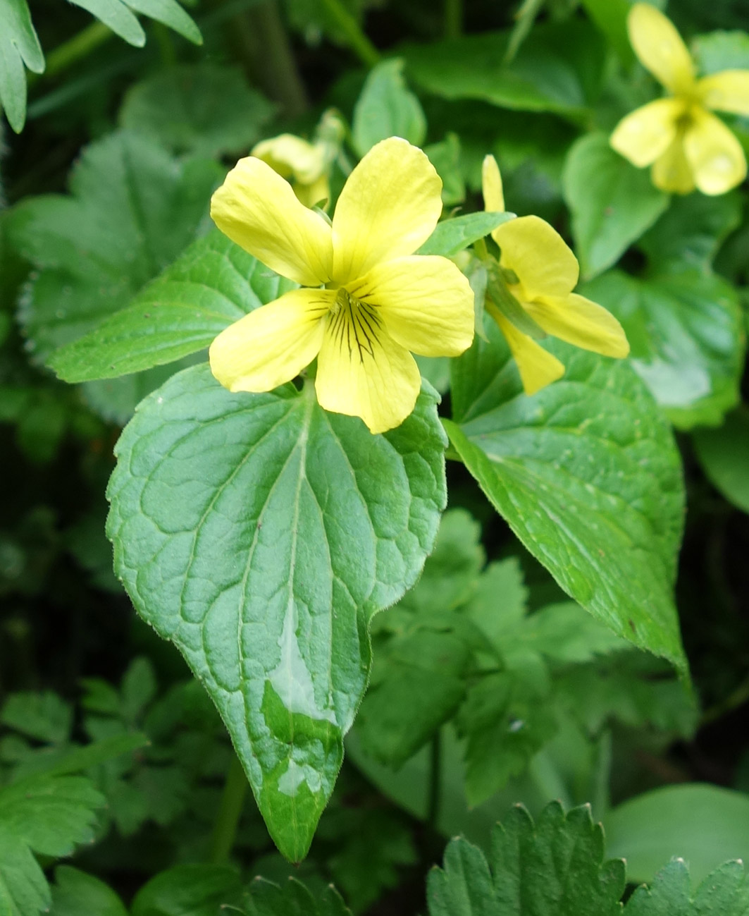 Image of Viola acutifolia specimen.