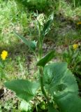 Ligularia thomsonii