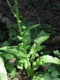 Rumex thyrsiflorus