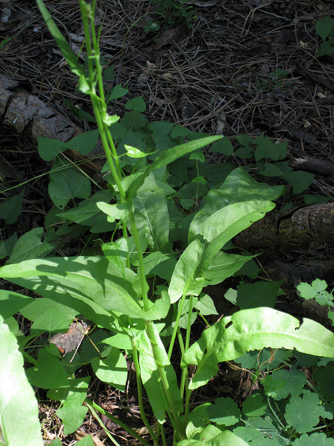 Изображение особи Rumex thyrsiflorus.