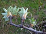 Pyrus elaeagrifolia