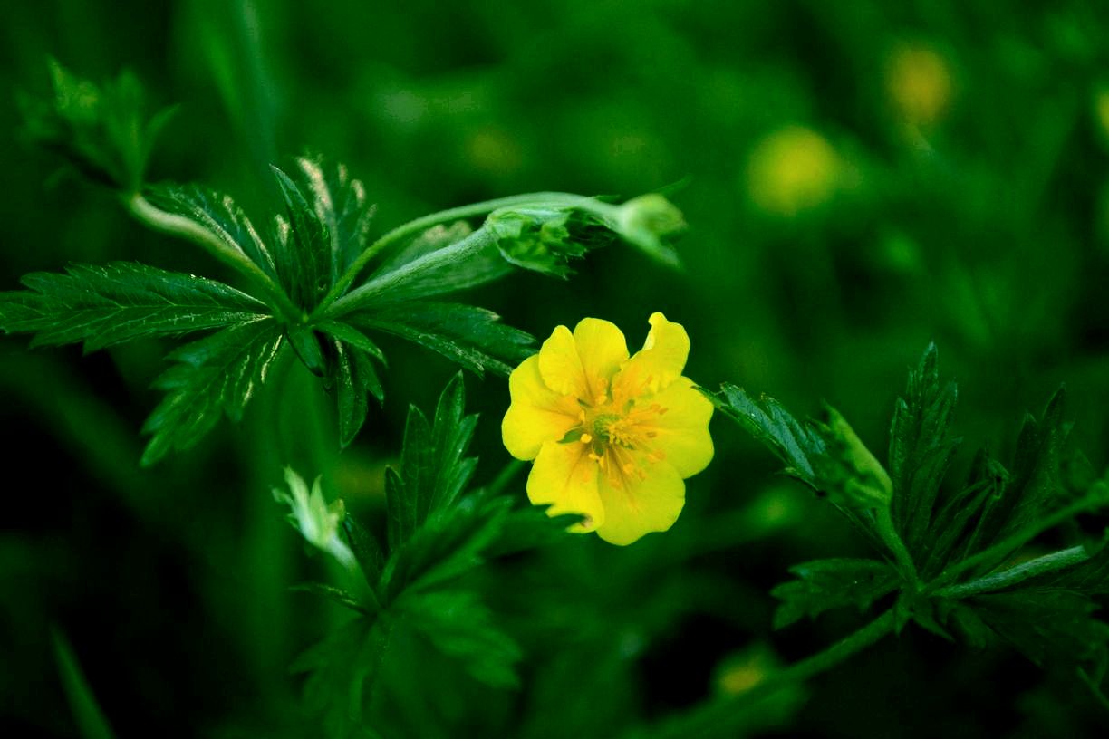 Изображение особи Potentilla erecta.