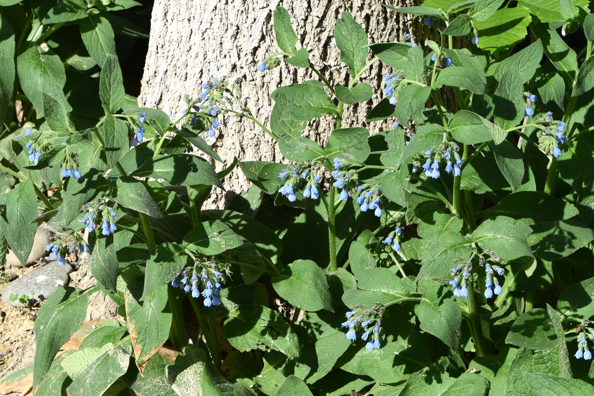 Изображение особи Symphytum caucasicum.