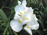 Dietes robinsoniana. Цветок. Испания, Канарские о-ва, Тенерифе, ботанический сад в Пуэрто-де-ла-Крус, в культуре. 6 марта 2008 г.