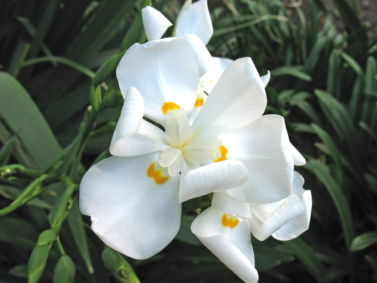 Image of Dietes robinsoniana specimen.