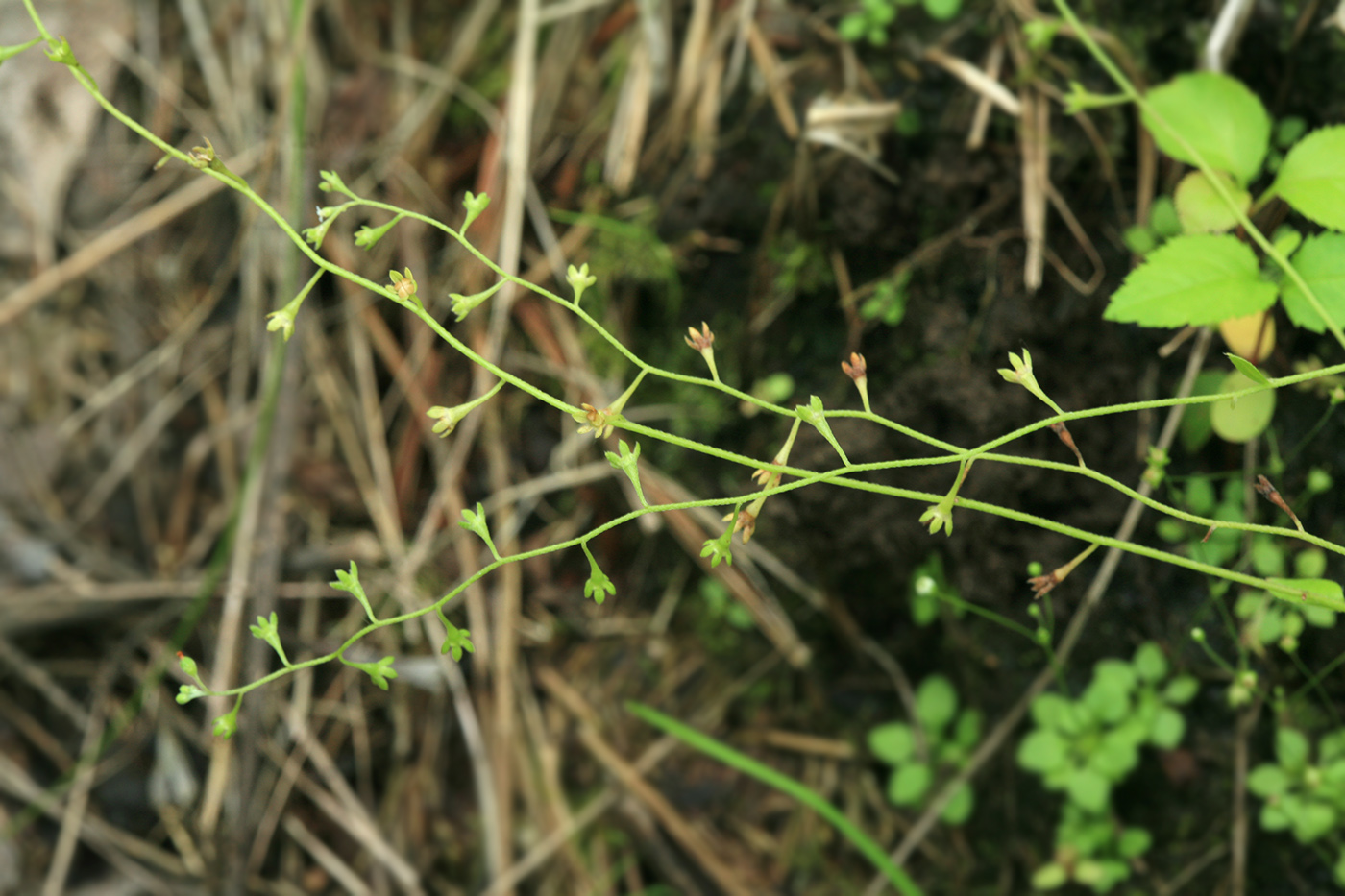 Изображение особи Trigonotis peduncularis.