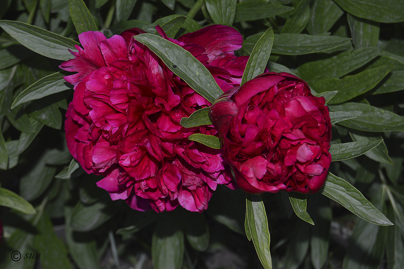 Image of Paeonia officinalis specimen.