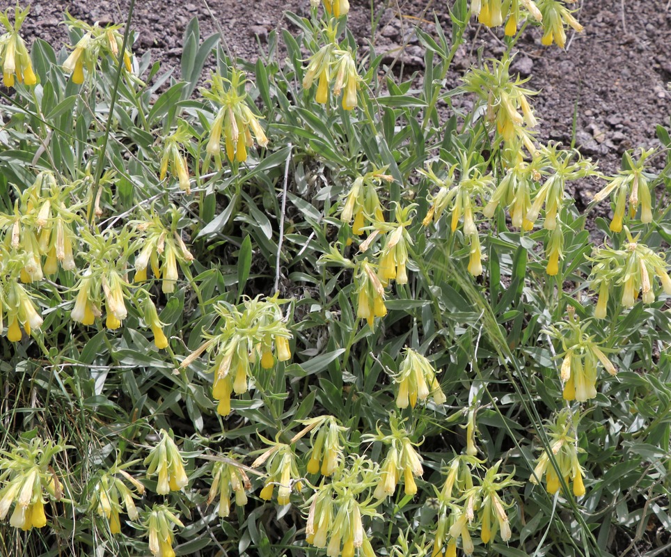 Image of Onosma sericea specimen.