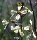 Eruca sativa