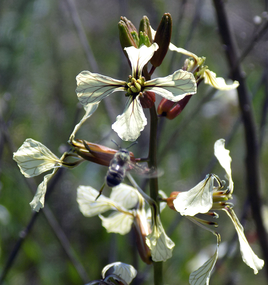 Image of Eruca sativa specimen.