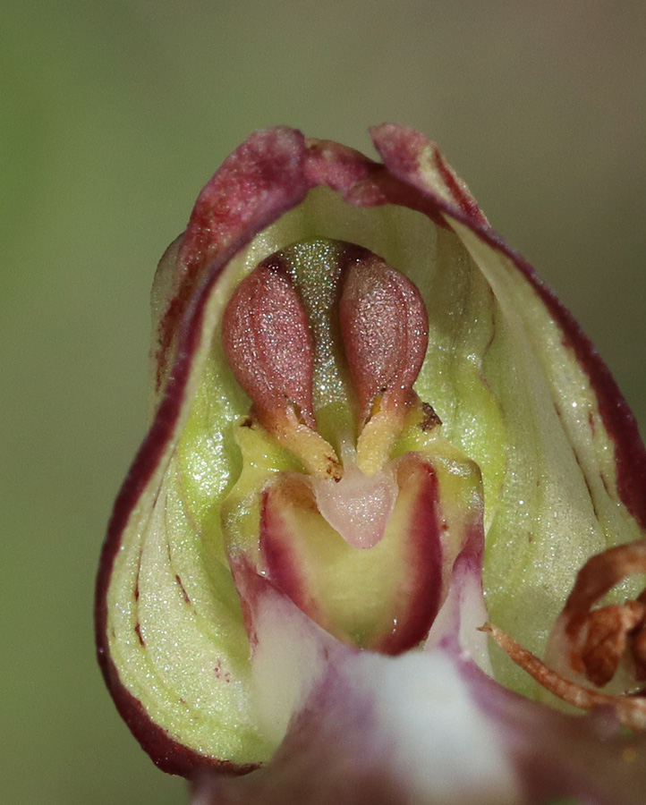 Изображение особи Himantoglossum caprinum.