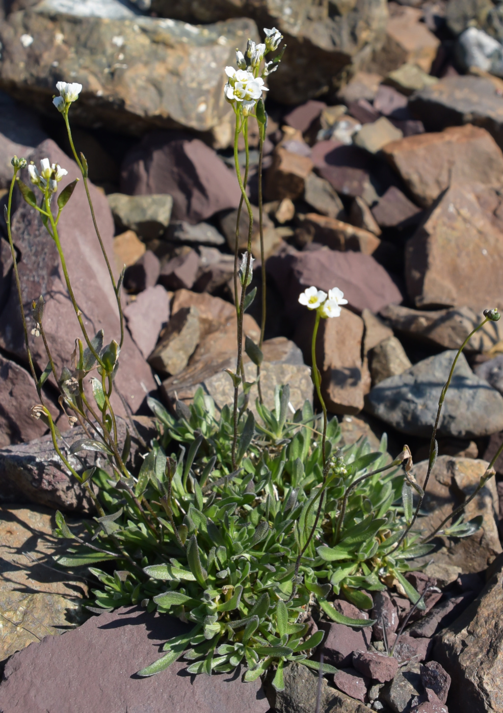 Image of Draba hirta specimen.