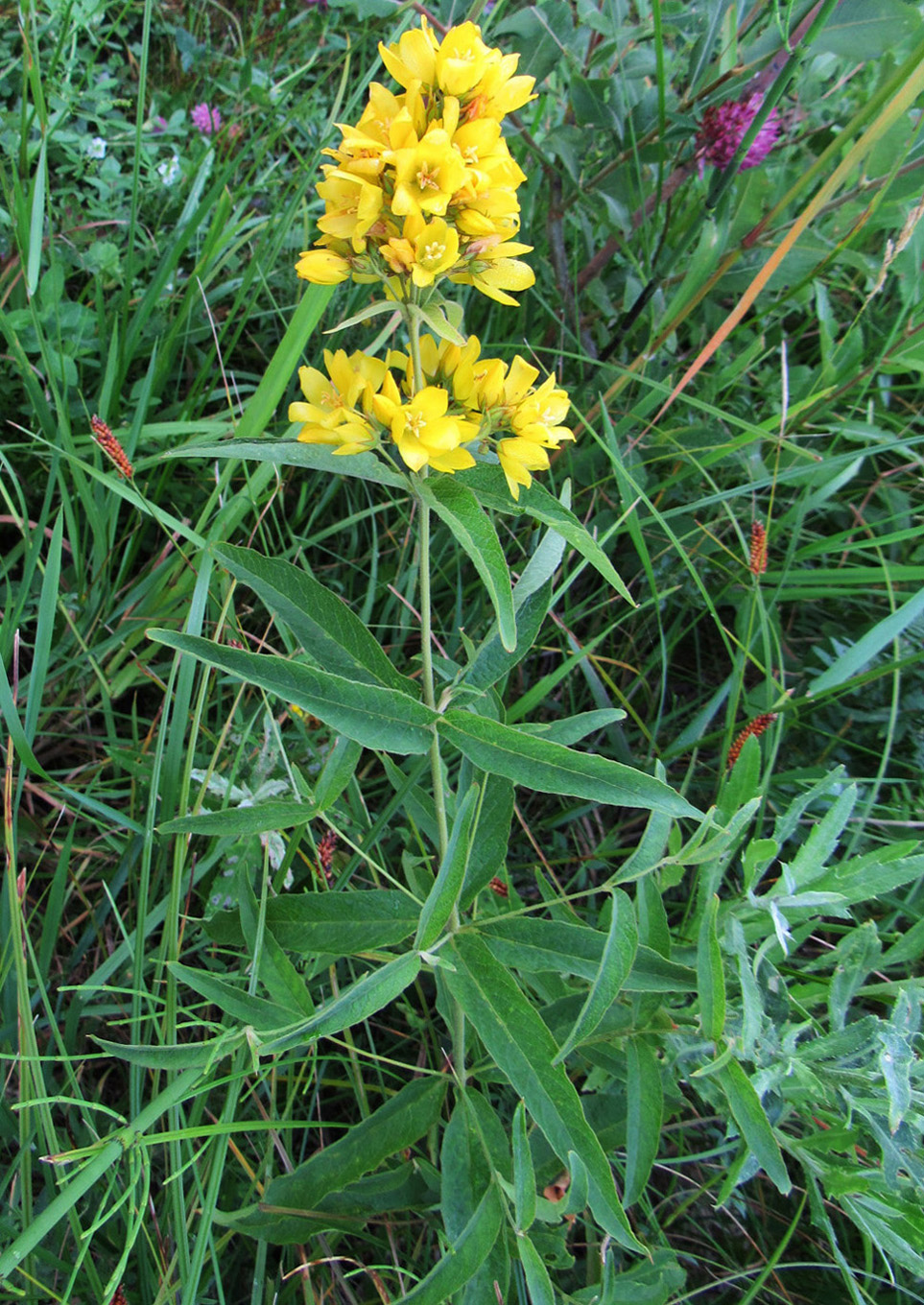 Изображение особи Lysimachia vulgaris.