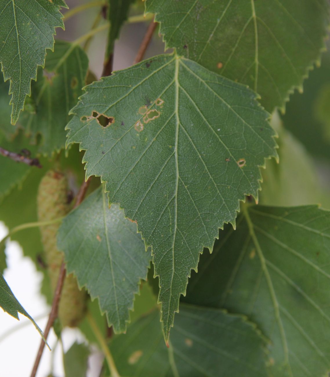 Image of Betula pendula specimen.