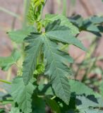 Hibiscus fleckii. Листовая пластинка. Намибия, регион Khoma, ок. 40 км западнее г. Виндхук, \"Eagle Rock Guest Farm\"; плато Khomas, ок. 1900 м н. у. м., саванновое редколесье. 24.02.2020.